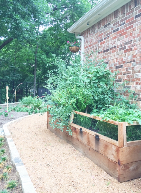 See how our first year growing went with our Spring 2018 Garden recap!